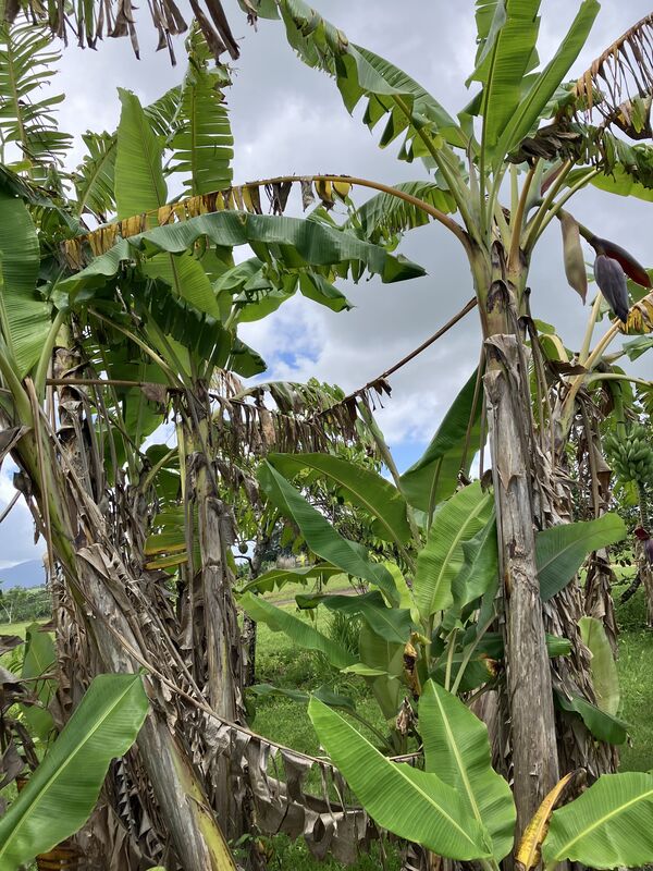 Treated plants at East Palmerston, October 2026