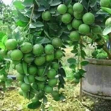 Limes on the tree, Dimbulah