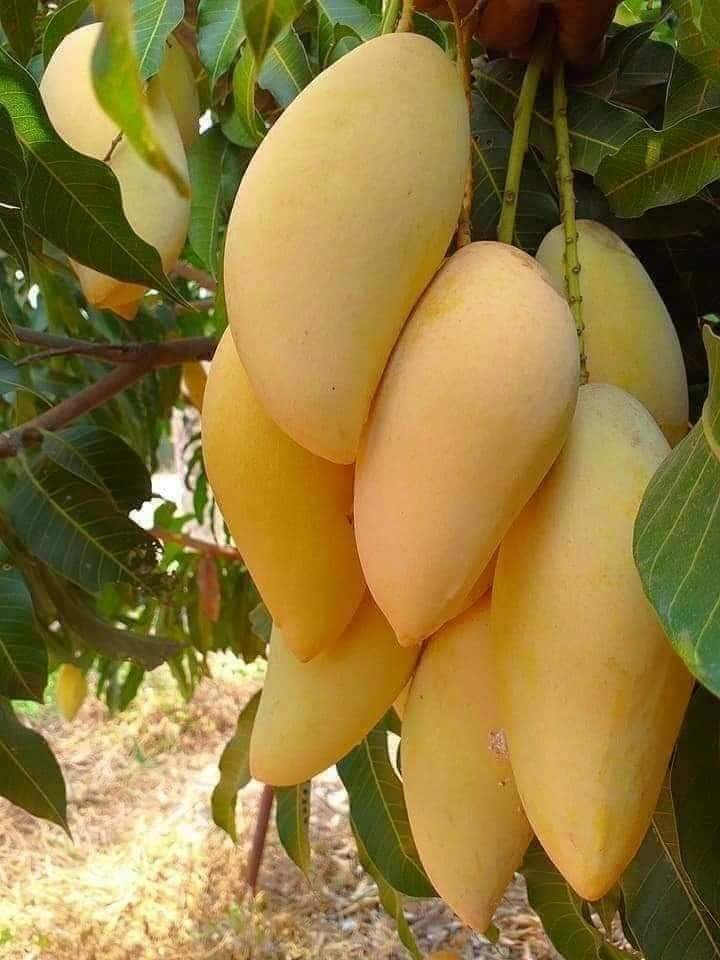 New mango plantings, Marian