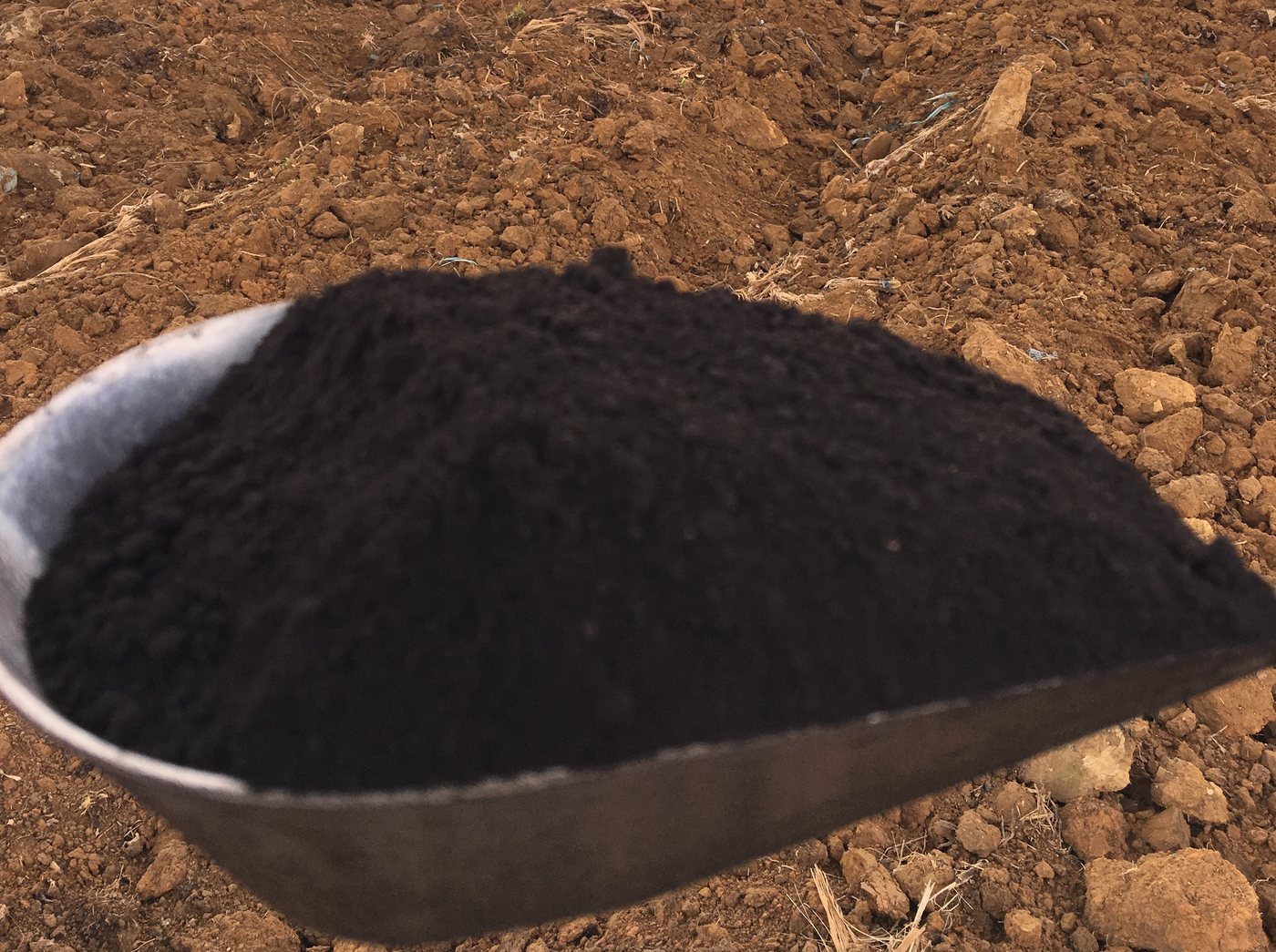 A scoop of The Black Stuff on prepared ground