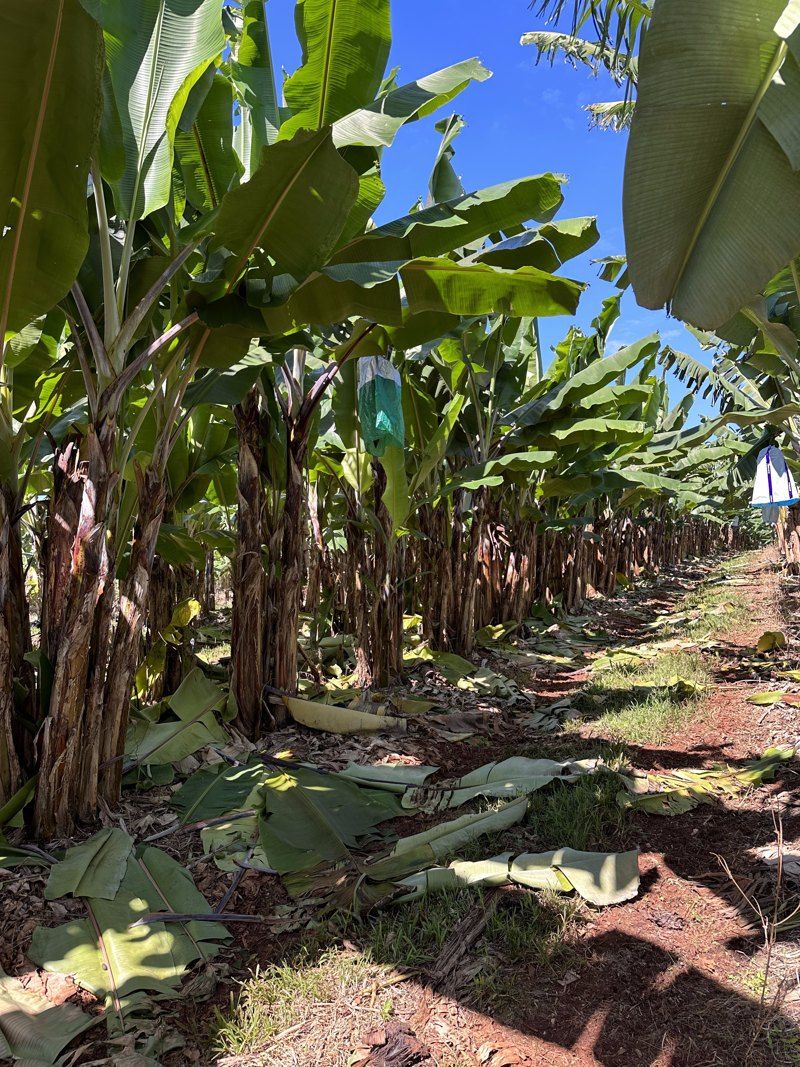 Treated plantain rows at East Palmerston